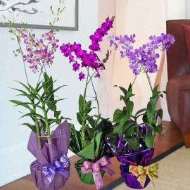 1 Pot of Orchid Live Plant