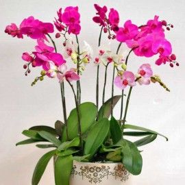 Live Phalaenopsis Orchids Mixed Color Potted Plant