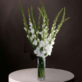 10 White Gladiolus in Glass Vase