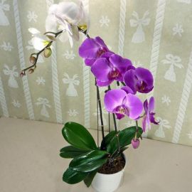 2-colored Live Phalaenopsis Plants