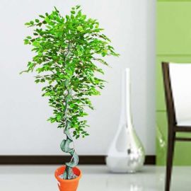 Artificial Ficus Tree 168cm Height