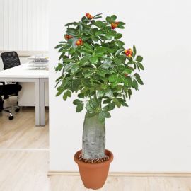 Artificial Panax Plant 138cm