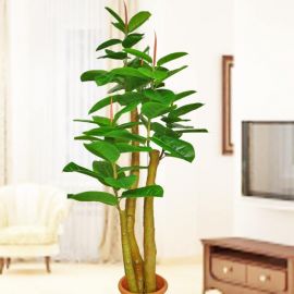 Artificial Rubber Plant 1.9m