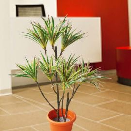 Artificial Dracaena Marginata Plants 1 Meter Height