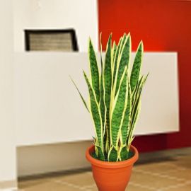 Artificial Sansevieria 60cm Height