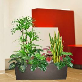 Artificial Sansevieria Plants Group in Planter Box