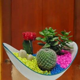Ornamental Plants and Cacti Colour Garden