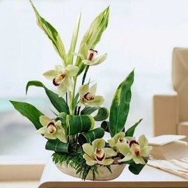 Cymbidium Orchids Green with cordyline foliage table arrangement