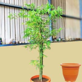Live Bamboo Plant 1.5m Height in Nice Plastic Pot
