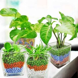 Mini Indoor Hydroponic Plants( 4 Pots )