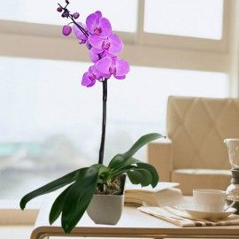 Live Phalaenopsis Purple Orchid In Recycle pot 